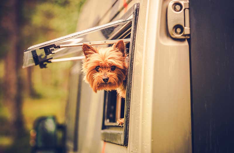 how-to-rv-with-pets